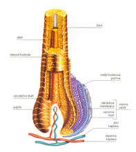 Hair section scheme